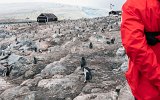 Pinguine auf Gonzales Videla