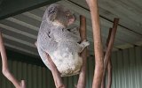 Featherdale Park Koala (2)