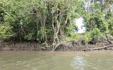 Daintree River Mangroven