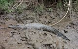 Daintree River Krokodil (2)