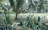 Penang Ananasfarm