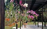 Singapur Ochid Garden