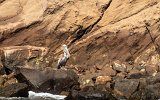 Isabela Punta Vicente Roca Pelikan