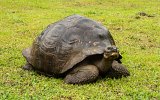 Santa Cruz Manzanillo Riesenschildkröten (2)