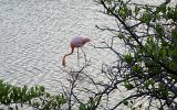 Floreana Punta Cormorant Flamingo (2)