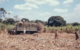 Mexico Zuckerrohrernte