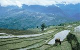 Landschaft in Sikkim (2)