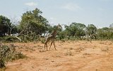 Tsavo Park Giraffe