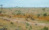 Tsavo Park rote Elefanten
