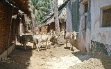 Lamu (3)