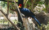Malindi Vogelpark (3)