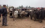 Viehmarkt von Kashgar (4)