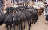 Viehmarkt von Kashgar (6)