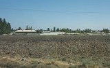 Baumwollfelder in Usbekistan
